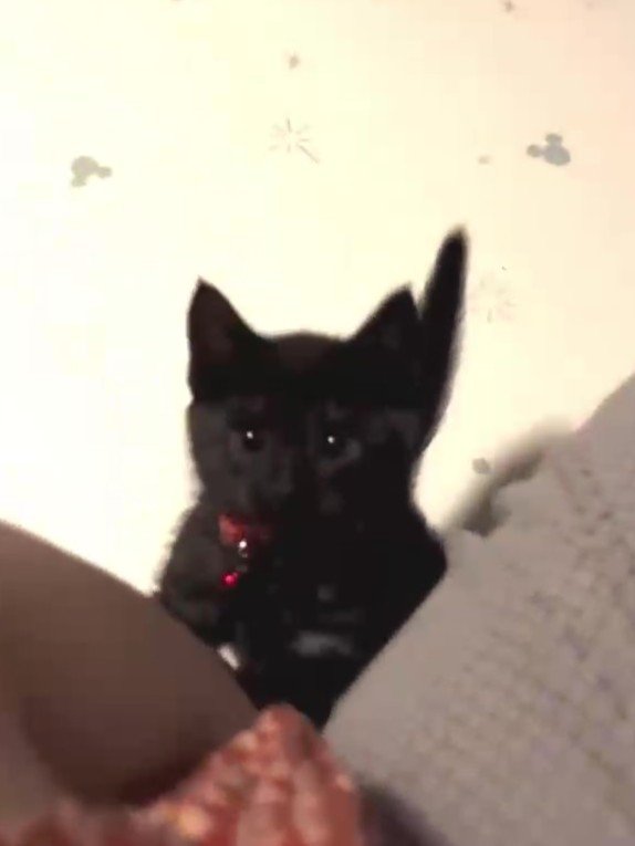 人の足元にいる子猫