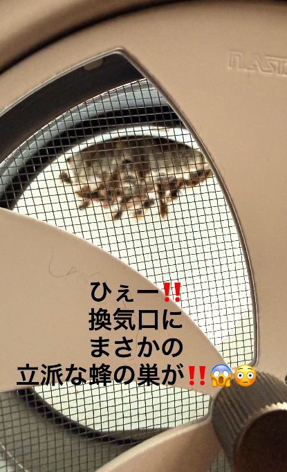 換気口をのぞき込む猫