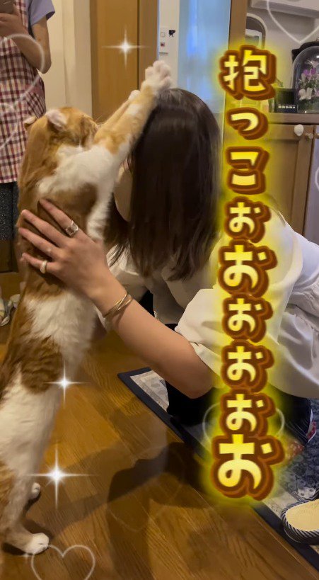 前足を伸ばして直立する猫
