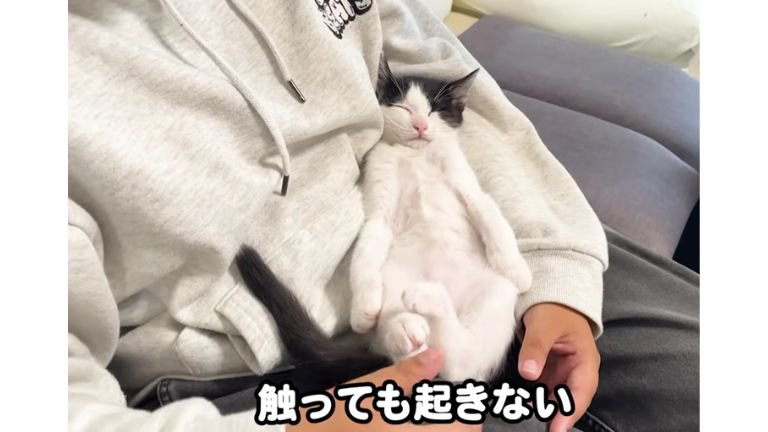 男性と寝ている猫
