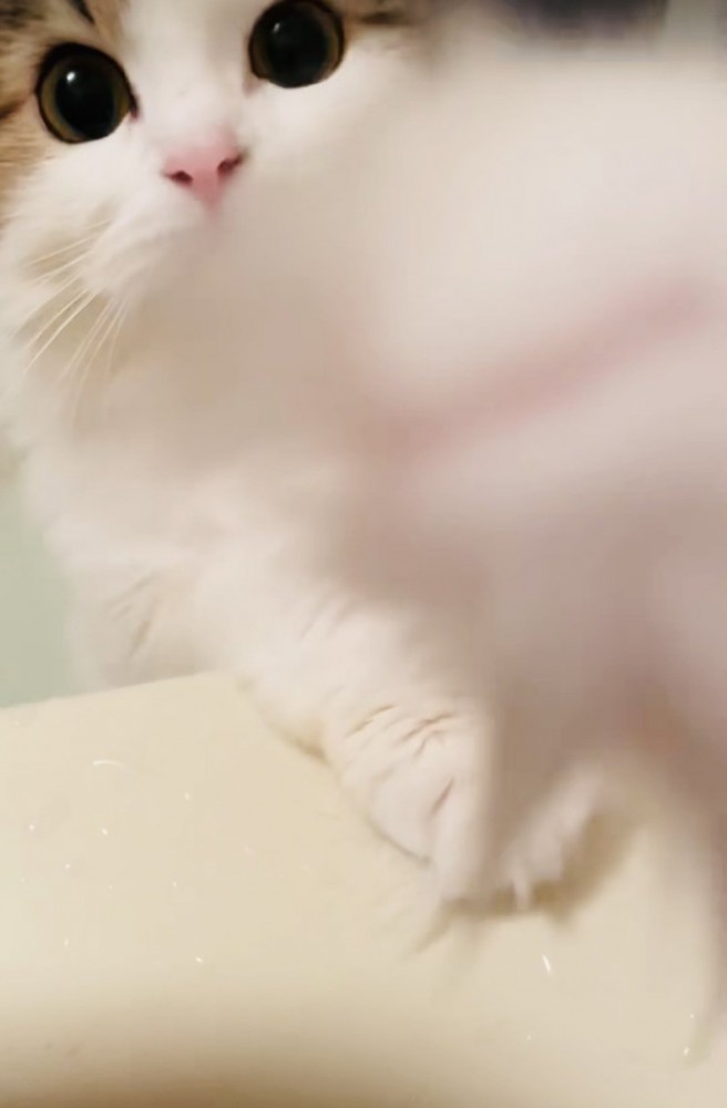 入浴中の飼い主さんのほうに手を伸ばすミヌエット