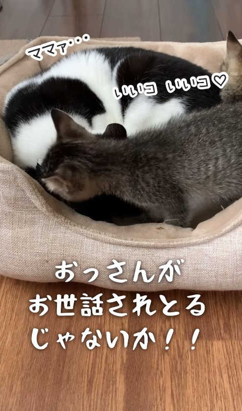 子猫に毛づくろいされている白黒猫