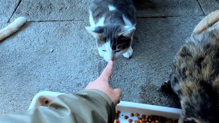 少しずつ慣れてきた様子の子猫