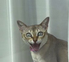 目と口を開けて飼い主を見つめる猫