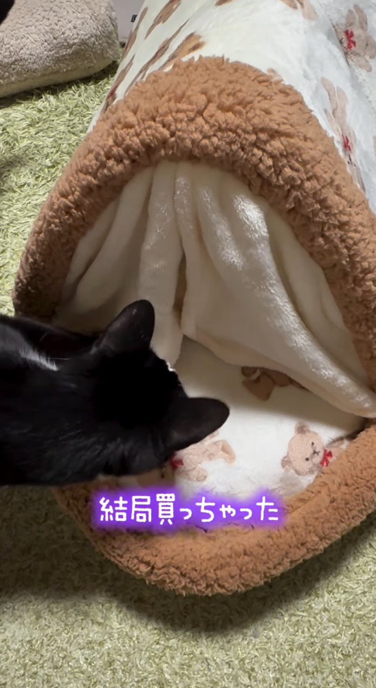 猫用ベッドに近づく猫