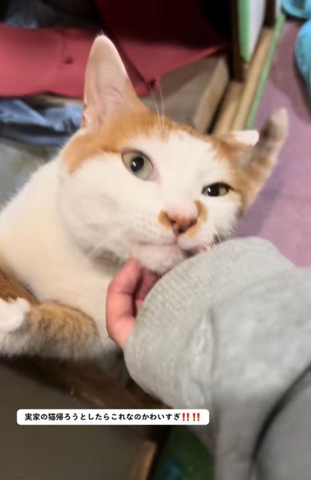 撫でられるねこちゃん