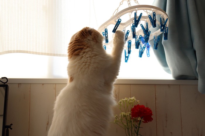 ピンチハンガーにじゃれる猫の後ろ姿