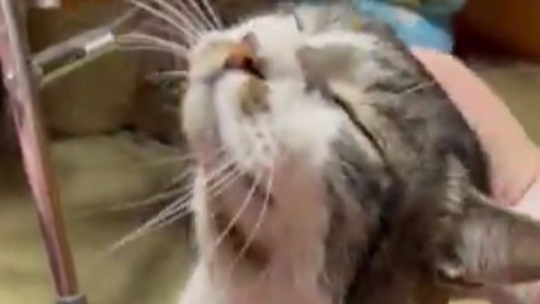 ケガしている腕と猫