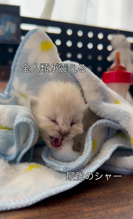 シャーをする子猫