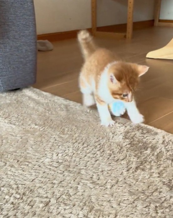 毛糸玉で遊ぶみぃちゃん