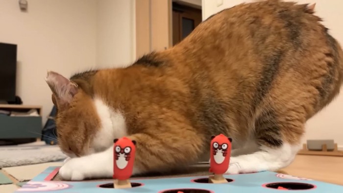 爪とぎをするきなこちゃん