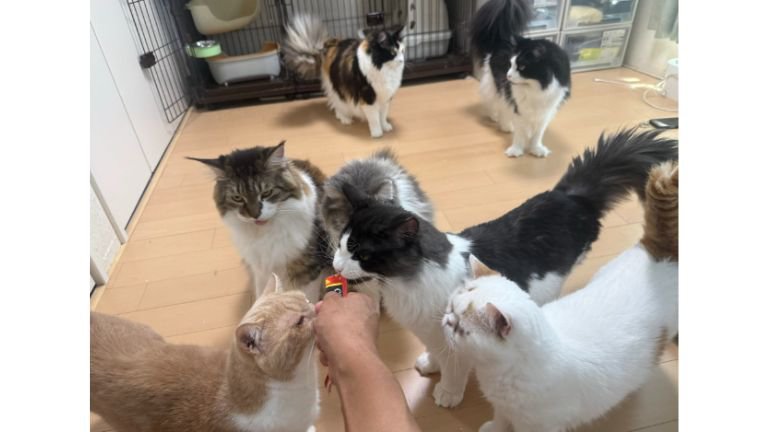 おやつを食べる猫