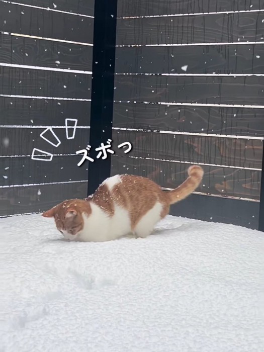 前足が雪に埋まる猫