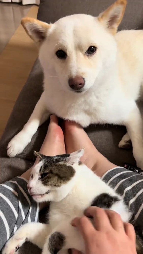犬と猫