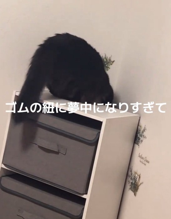 下を覗くジジちゃん