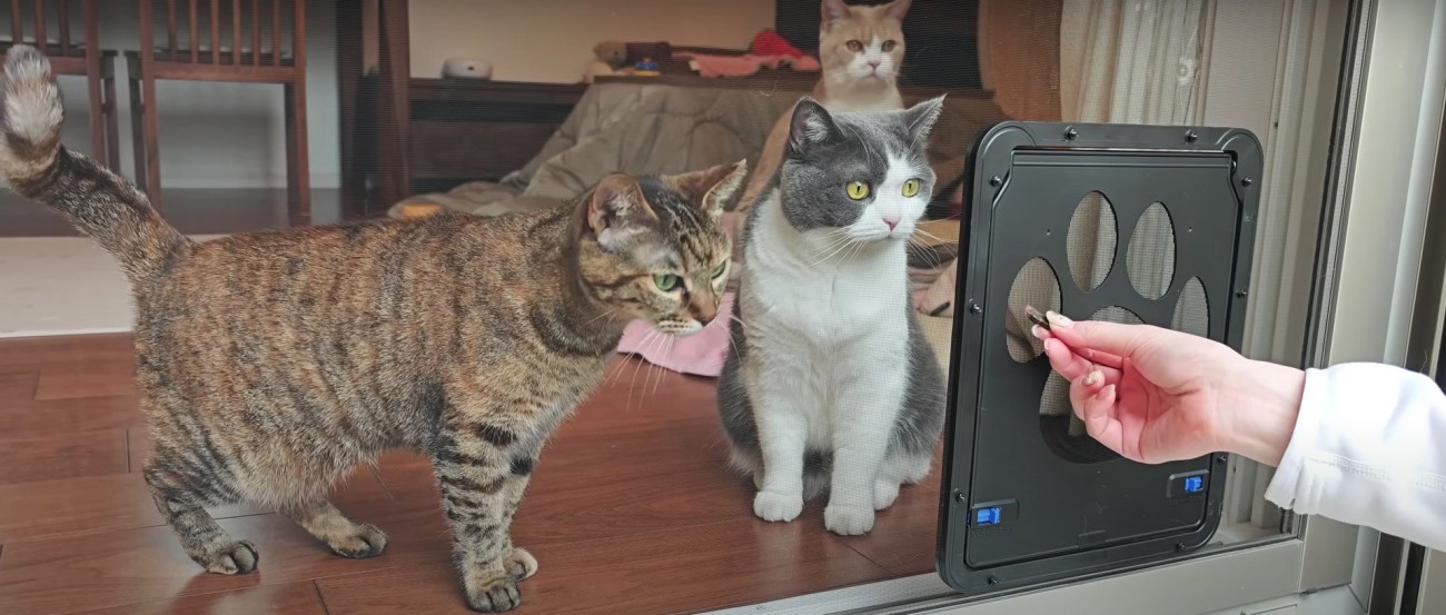 扉を見ている猫