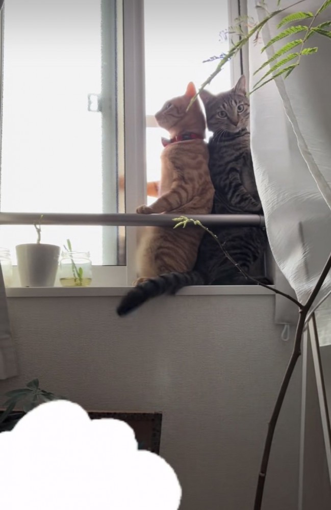 開いた窓のスペースに入るキジトラ猫と茶トラ猫