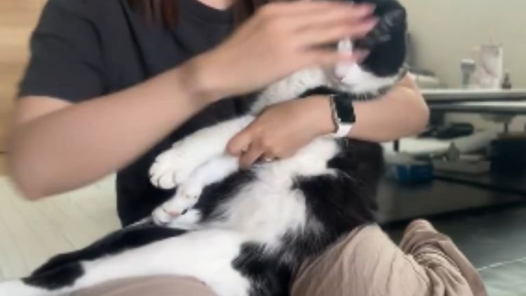 抱っこされている猫