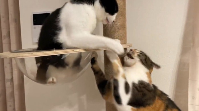 ケンカする二匹の猫