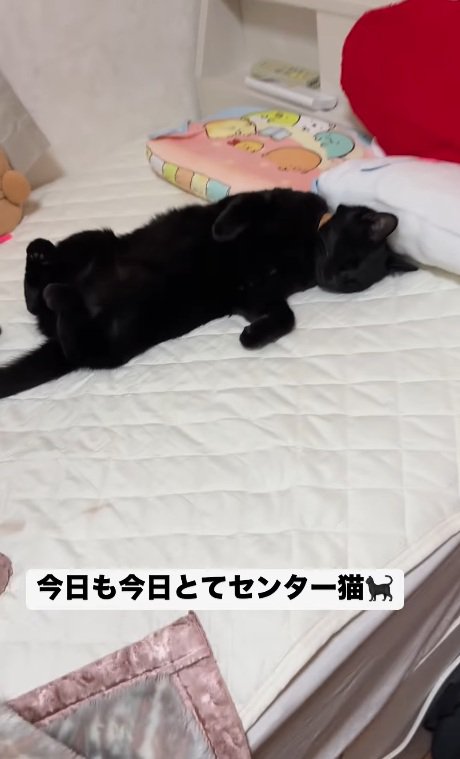 ベッドの真ん中で寝るみーてぃちゃん