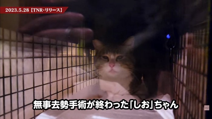 テロップ「無事去勢手術が~」