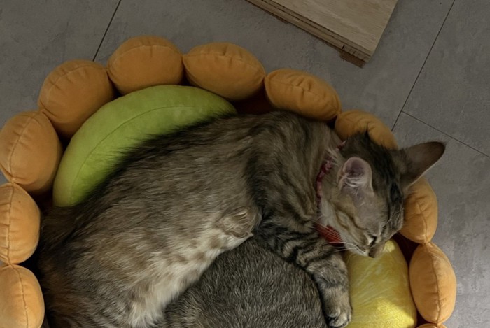 ベッドに入った猫