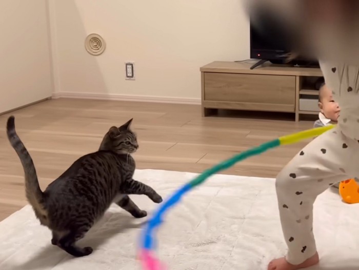 フラフープに驚く猫