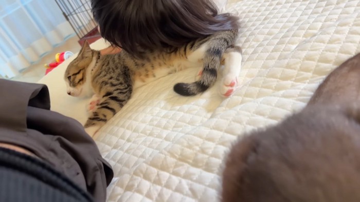 むぎくんのお腹枕