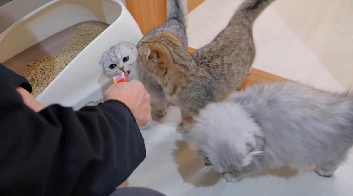 おやつをもらっているブリティッシュショートヘアの子猫と兄弟猫達
