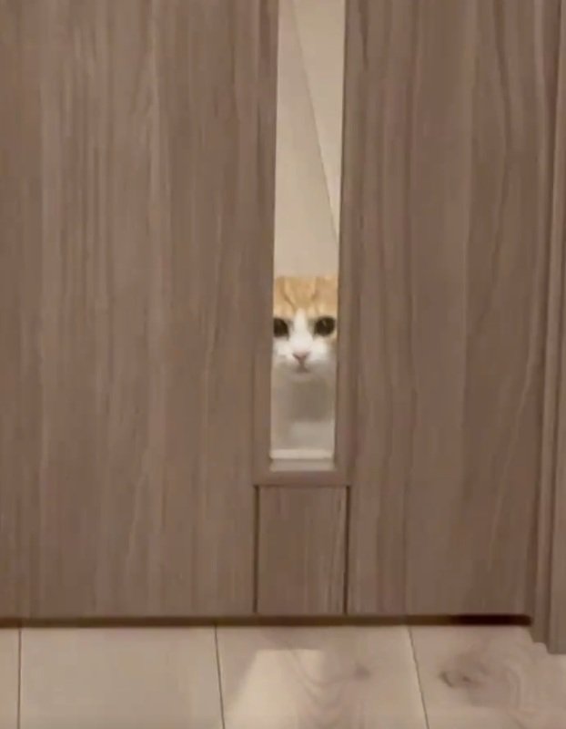 娘さんを見る猫