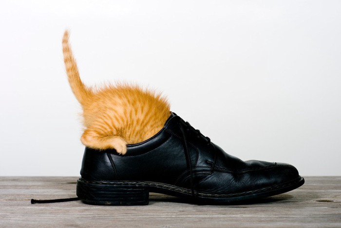 靴の中に頭を入れる子猫