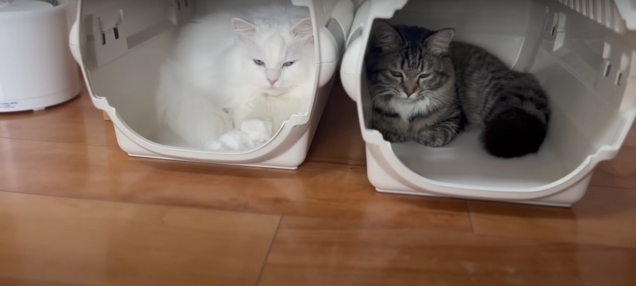 ハウスの中にいる2匹の猫