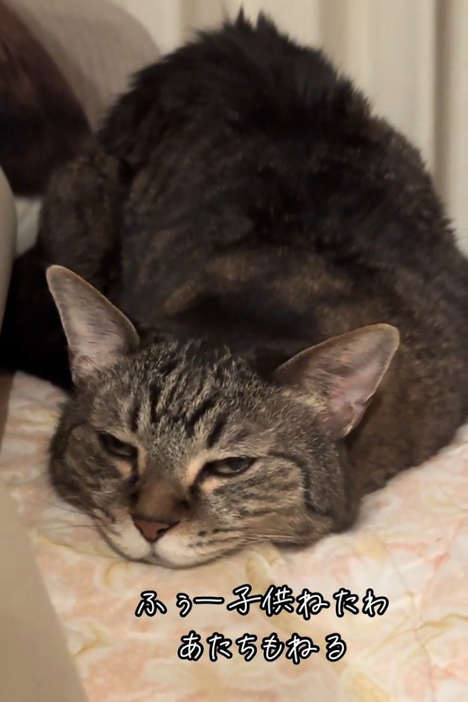 伏せの姿勢の猫