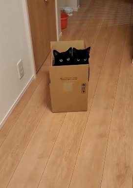 廊下の箱の中に入る猫