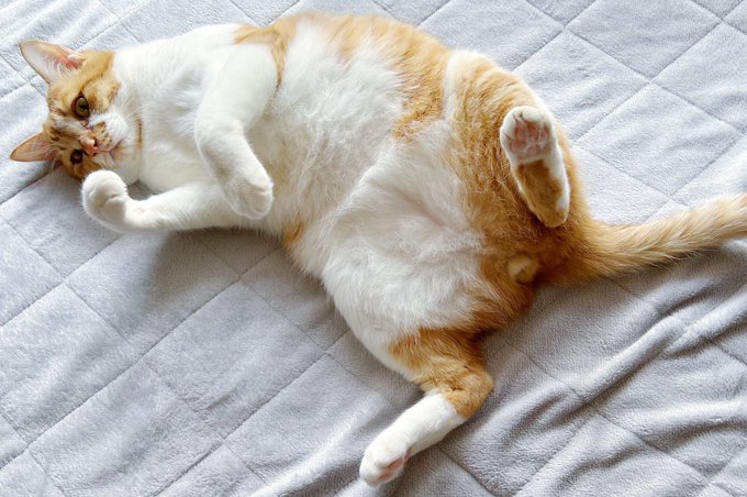 へそ天する茶トラ白