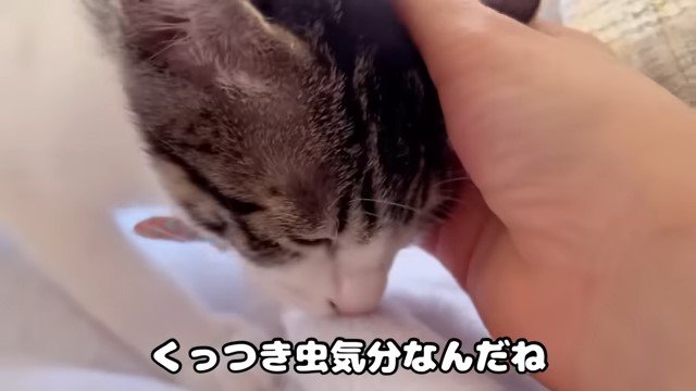 子猫を撫でる女性の手