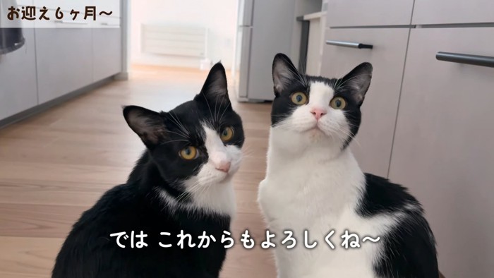 並んで座る子猫