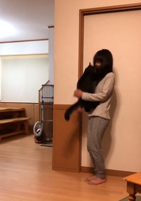 腕の中に飛び乗る猫