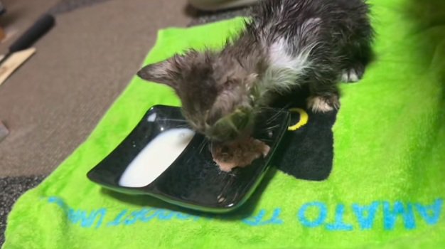 ご飯を食べている子猫