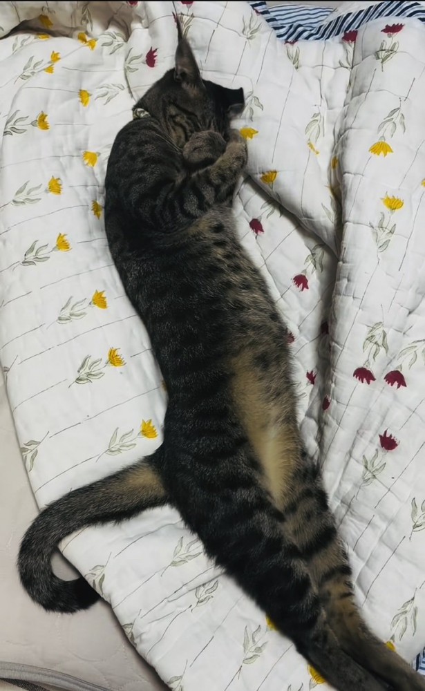 布団の上で伸びるキジトラ猫