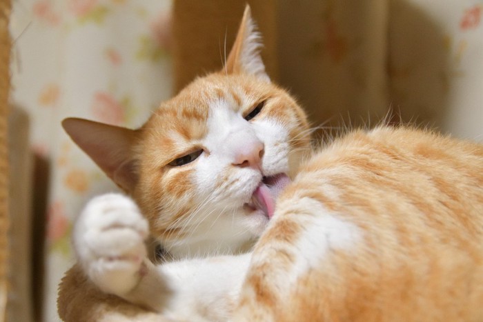 毛づくろいに夢中の茶白猫