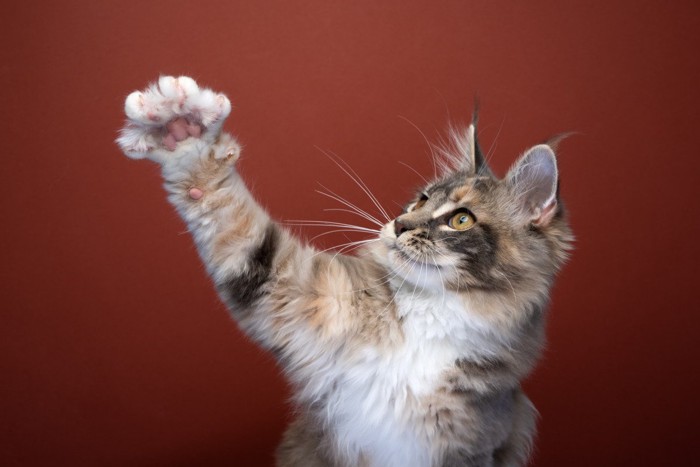 猫の手