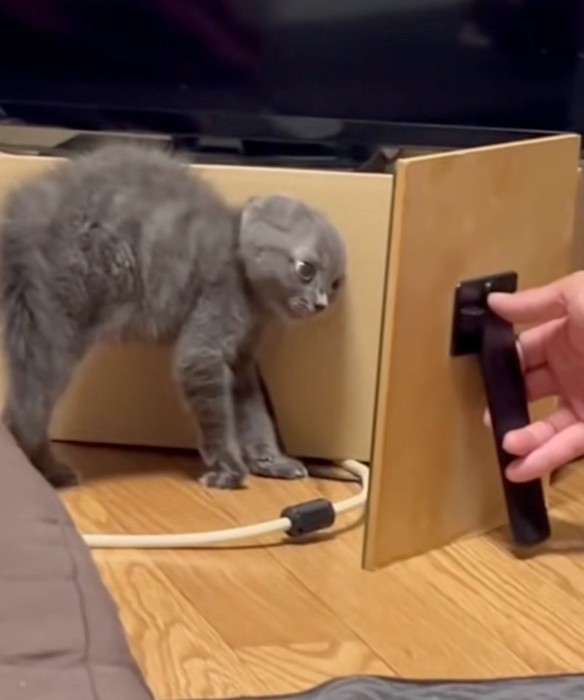 鏡の中を見つめる子猫