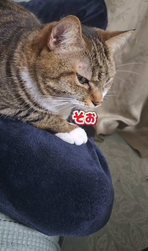 香箱座りしている猫の横顔「そぉ」