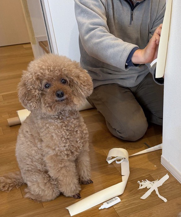 壁紙を貼る飼い主の隣に座る犬