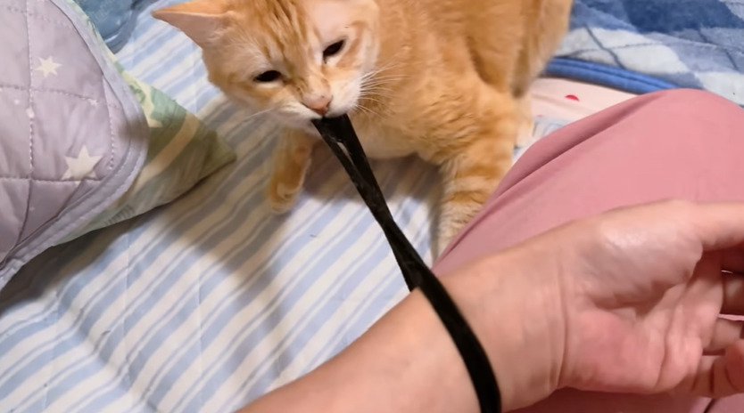 ゴムをひっぱる猫2