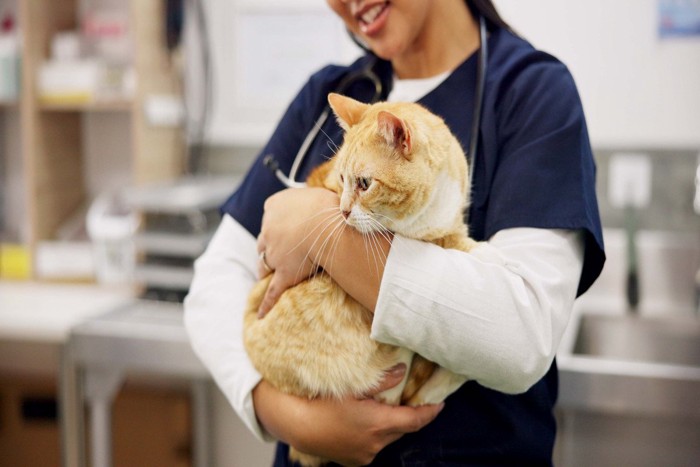 動物病院で抱かれる猫