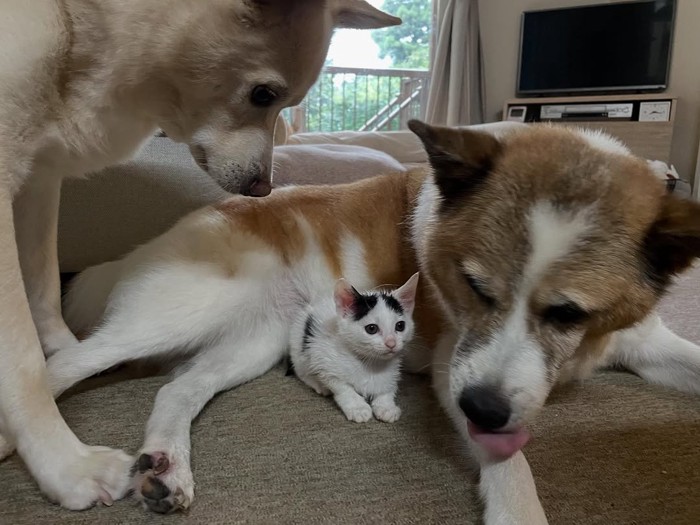 前を見て固まる子猫