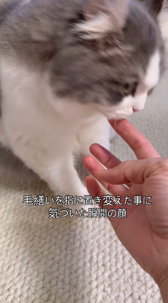 飼い主の指から顔を離す猫