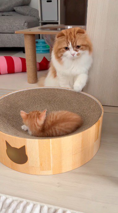 前足をしまって、ダンボールのベッドの上にいる子猫を見つめる成猫